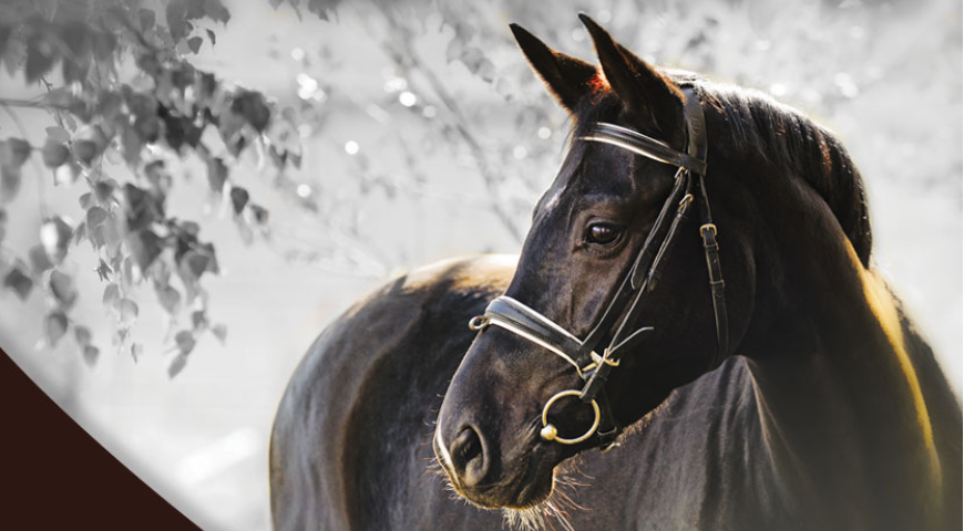 Для лошадей Для лошадей