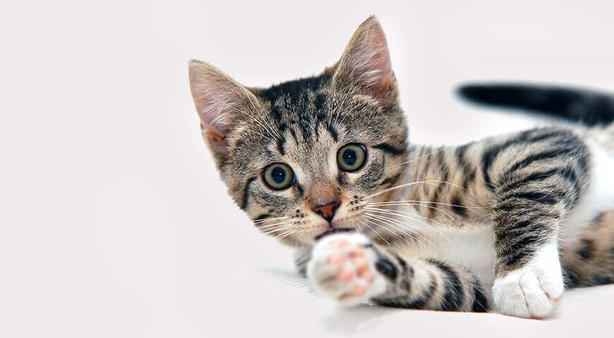 Для кошек Для кошек