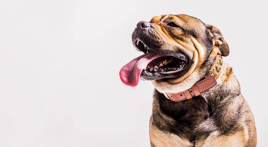 Для собак Для собак